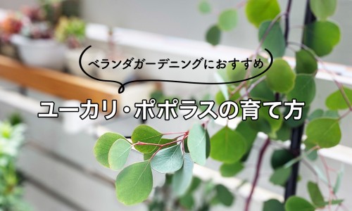 奥曲肽注射液说明书 下载网 :分享奥曲肽的临床用药说明书-奥曲肽注射方法与部位知识